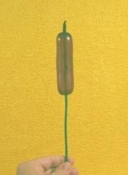 Cattail