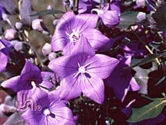 Platycodon Grandiflorus, the Balloon Flower