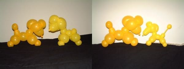 Poodles